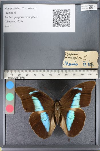 Media type: image;   Entomology 137366